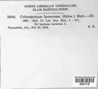 Coleosporium ipomoeae image